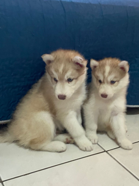 Vende-se filhotes de Husky Siberiano